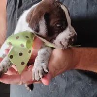 Amber Jack , a male German Shorthaired Pointer for sale in Defuniak Springs, FL – 6 of 7