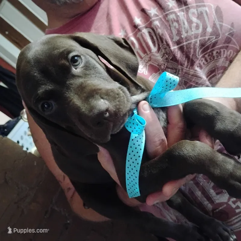 Elmer Fudd  – German Shorthaired Pointer puppy for sale in Defuniak Springs, FL