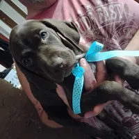 Elmer Fudd , a male German Shorthaired Pointer for sale in Defuniak Springs, FL – 1 of 8