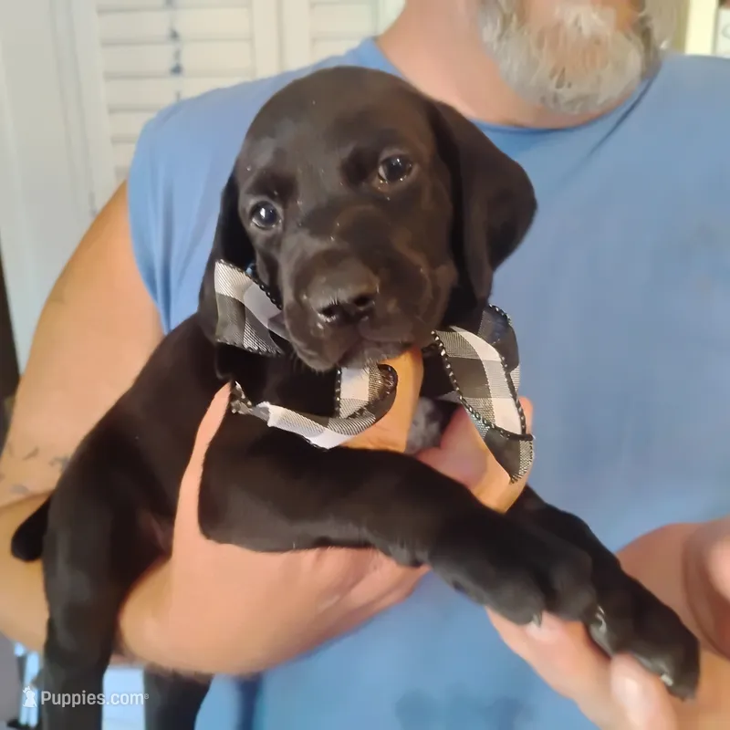 Curtis – German Shorthaired Pointer puppy for sale in Defuniak Springs, FL