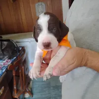 Horace, a male German Shorthaired Pointer for sale in Defuniak Springs, FL – 4 of 8