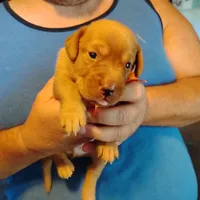 Marty, a male Labrador Retriever for sale in Defuniak Springs, FL – 6 of 7