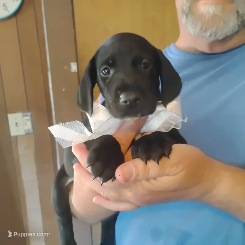 Will – German Shorthaired Pointer puppy for sale in Defuniak Springs, FL