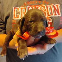 Speedy Gonzales, a male German Shorthaired Pointer for sale in Defuniak Springs, FL – 3 of 6