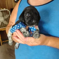Neopolitan , a male German Shorthaired Pointer for sale in Defuniak Springs, FL – 7 of 10