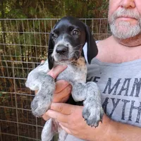 Peach Cobbler, a female German Shorthaired Pointer for sale in Defuniak Springs, FL – 7 of 7