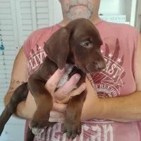 Homer , a male German Shorthaired Pointer for sale in Defuniak Springs, FL – 6 of 10