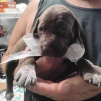 Tweety, a female German Shorthaired Pointer for sale in Defuniak Springs, FL – 4 of 7