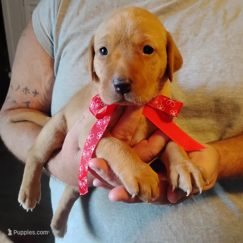 Rose – Labrador Retriever puppy for sale in Defuniak Springs, FL