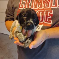 Sylvester, a male German Shorthaired Pointer for sale in Defuniak Springs, FL – 2 of 6