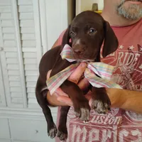 Remora, a female German Shorthaired Pointer for sale in Defuniak Springs, FL – 2 of 7