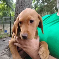 Woodrow, a male Labrador Retriever for sale in Defuniak Springs, FL – 4 of 9