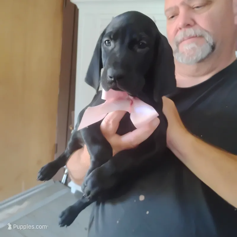 Winnie – German Shorthaired Pointer puppy for sale in Defuniak Springs, FL