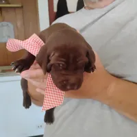Evelyn, a female German Shorthaired Pointer for sale in Defuniak Springs, FL – 3 of 8
