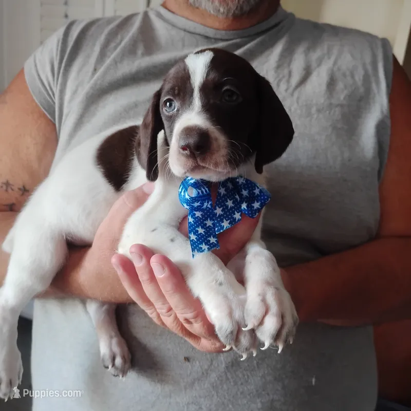 Barracuda – German Shorthaired Pointer puppy for sale in Defuniak Springs, FL
