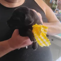 Ellie, a female German Shorthaired Pointer for sale in Defuniak Springs, FL – 5 of 7