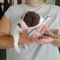 Madilyn, a female German Shorthaired Pointer for sale in Defuniak Springs, FL – 8 of 10