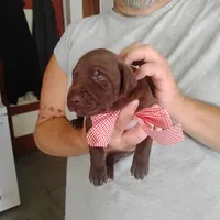 Evelyn, a female German Shorthaired Pointer for sale in Defuniak Springs, FL – 2 of 8