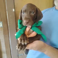 Sigmond , a male German Shorthaired Pointer for sale in Defuniak Springs, FL – 10 of 10