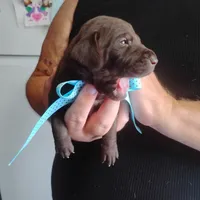 Edward, a male German Shorthaired Pointer for sale in Defuniak Springs, FL – 9 of 9