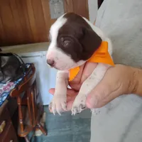Horace, a male German Shorthaired Pointer for sale in Defuniak Springs, FL – 5 of 8