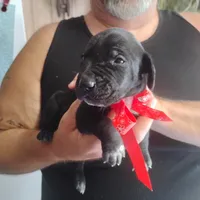 Petunia, a female German Shorthaired Pointer for sale in Defuniak Springs, FL – 2 of 7