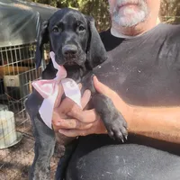 Winnie, a female German Shorthaired Pointer for sale in Defuniak Springs, FL – 2 of 9