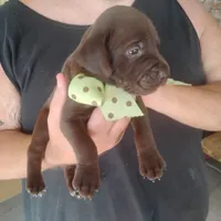 Rusty, a male German Shorthaired Pointer for sale in Defuniak Springs, FL – 9 of 9