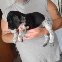 Rocky Road, a male German Shorthaired Pointer for sale in Defuniak Springs, FL – 6 of 9