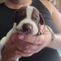 Ricky, a male German Shorthaired Pointer for sale in Defuniak Springs, FL – 2 of 8