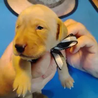 Sammy, a male Labrador Retriever for sale in Defuniak Springs, FL – 2 of 6