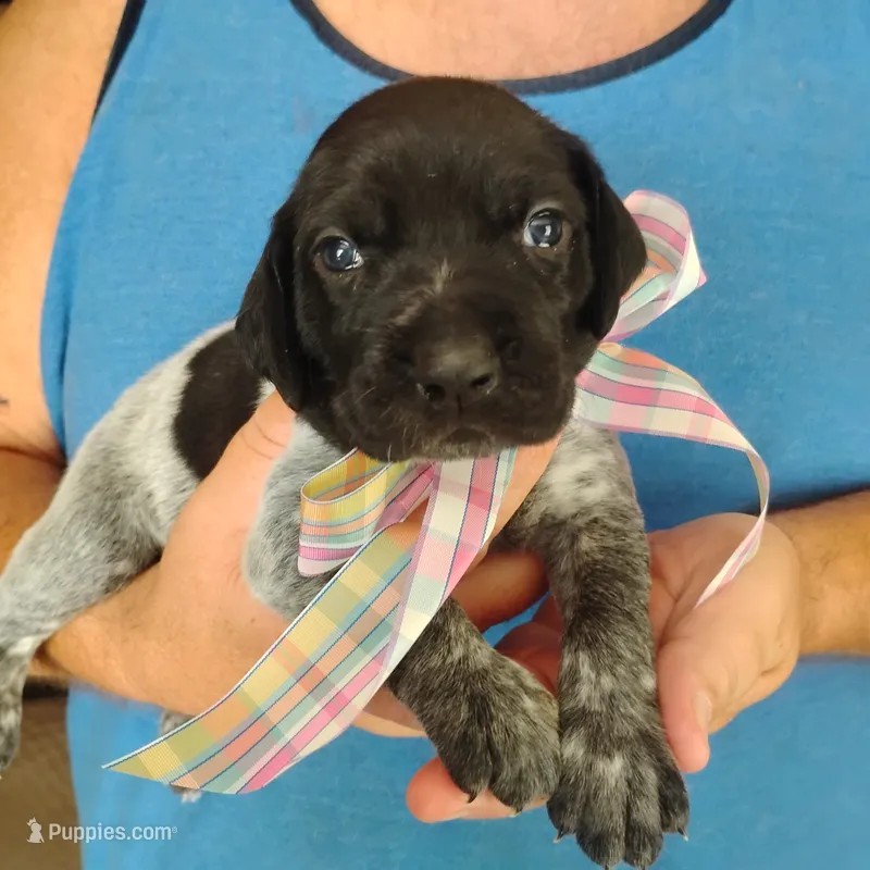 Caramel Sundae – German Shorthaired Pointer puppy for sale in Defuniak Springs, FL