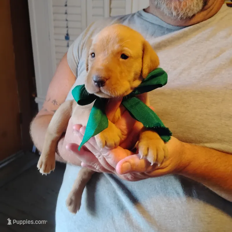 Timmy  – Labrador Retriever puppy for sale in Defuniak Springs, FL