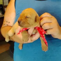 Rose, a female Labrador Retriever for sale in Defuniak Springs, FL – 6 of 7