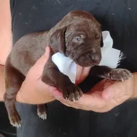 Marlin, a male German Shorthaired Pointer for sale in Defuniak Springs, FL – 6 of 7