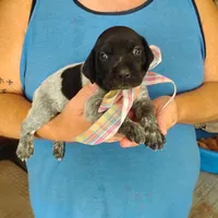 Caramel Sundae, a female German Shorthaired Pointer for sale in Defuniak Springs, FL – 2 of 9