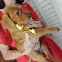 Sunny Flower, a female Labrador Retriever for sale in Defuniak Springs, FL – 4 of 5