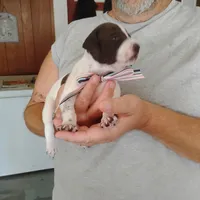 Madilyn, a female German Shorthaired Pointer for sale in Defuniak Springs, FL – 4 of 10
