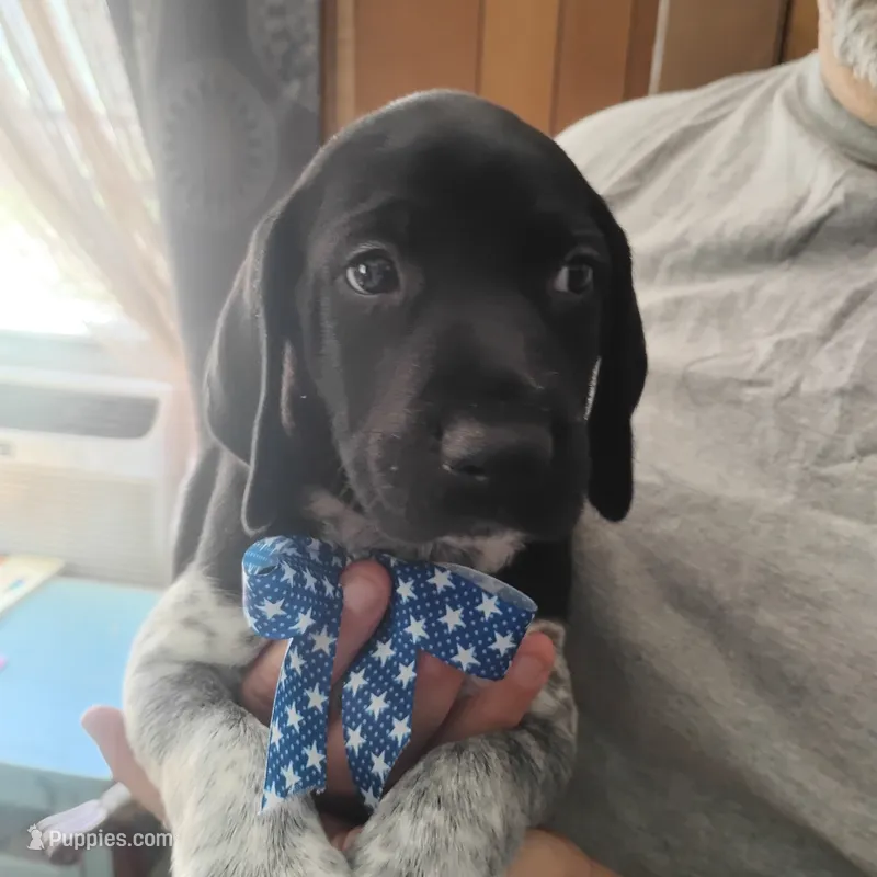 Neopolitan  – German Shorthaired Pointer puppy for sale in Defuniak Springs, FL