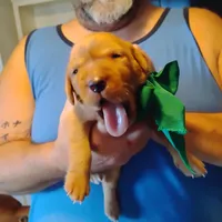 Timmy , a male Labrador Retriever for sale in Defuniak Springs, FL – 7 of 8