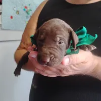 Sigmond , a male German Shorthaired Pointer for sale in Defuniak Springs, FL – 6 of 6