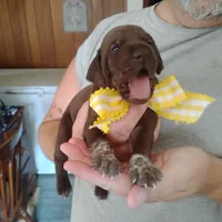 Abigail, a female German Shorthaired Pointer for sale in Defuniak Springs, FL – 3 of 9