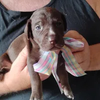 Remora, a female German Shorthaired Pointer for sale in Defuniak Springs, FL – 1 of 6