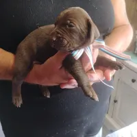 Clara, a female German Shorthaired Pointer for sale in Defuniak Springs, FL – 7 of 8