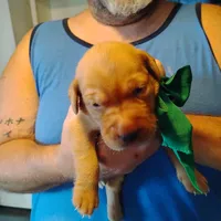 Timmy , a male Labrador Retriever for sale in Defuniak Springs, FL – 5 of 8