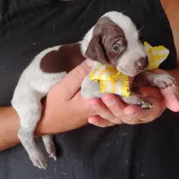 Lady fish , a female German Shorthaired Pointer for sale in Defuniak Springs, FL – 3 of 8