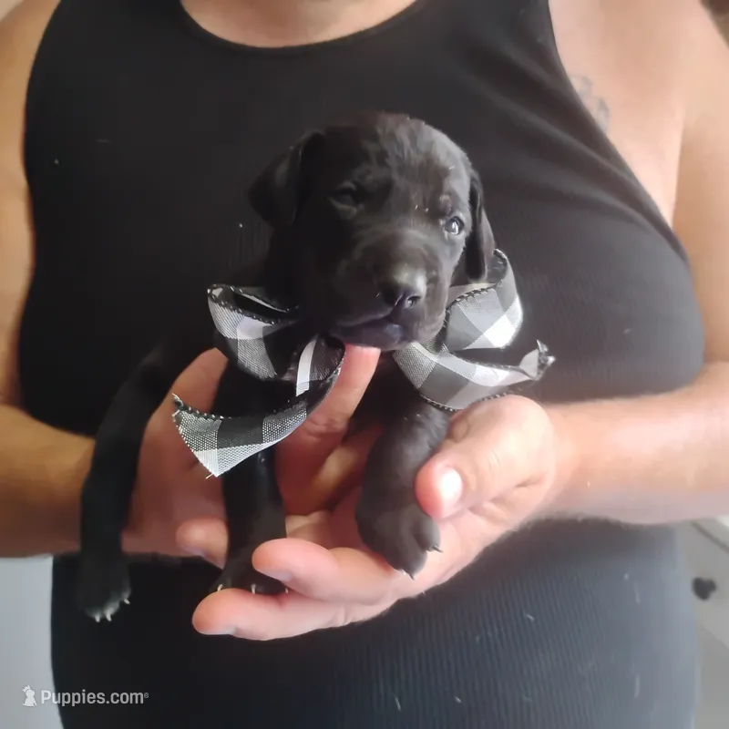 Curtis – German Shorthaired Pointer puppy for sale in Defuniak Springs, FL