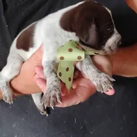 Amber Jack , a male German Shorthaired Pointer for sale in Defuniak Springs, FL – 7 of 7