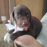 Tweety, a female German Shorthaired Pointer for sale in Defuniak Springs, FL – 7 of 10