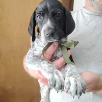 Rocky Road, a male German Shorthaired Pointer for sale in Defuniak Springs, FL – 7 of 9